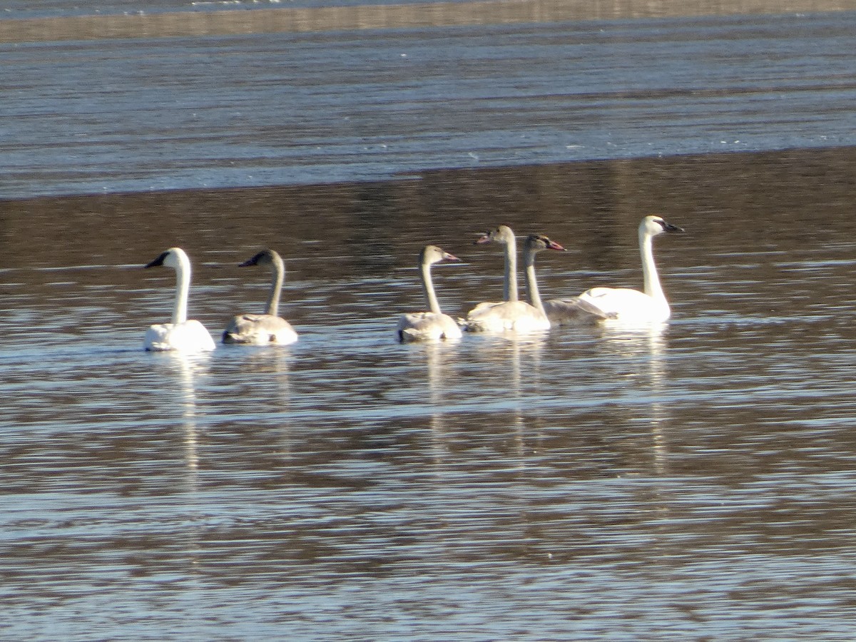 Trumpeter Swan - ML645524752