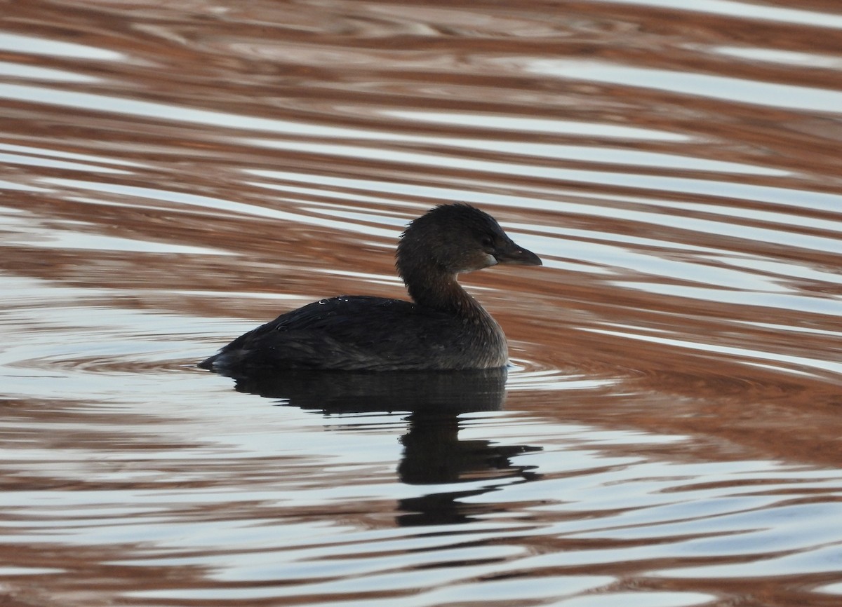 Pied-billed Grebe - ML645524756