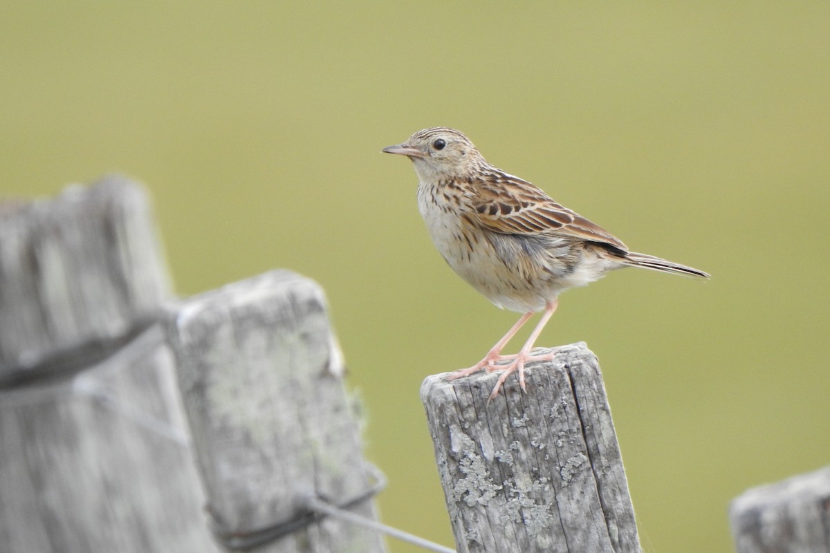 Hellmayr's Pipit - ML645524757