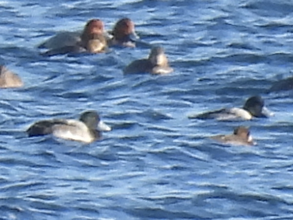 スズガモ - ML645524769