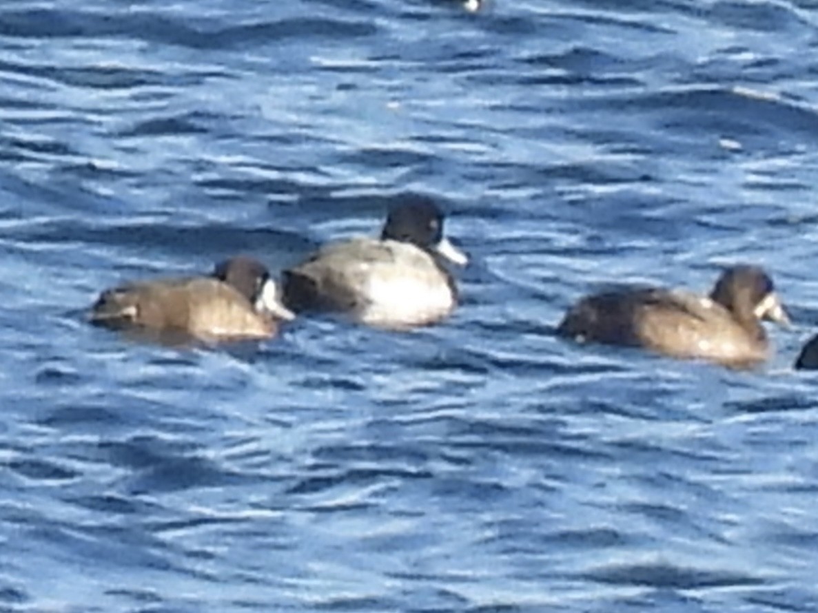 スズガモ - ML645524770