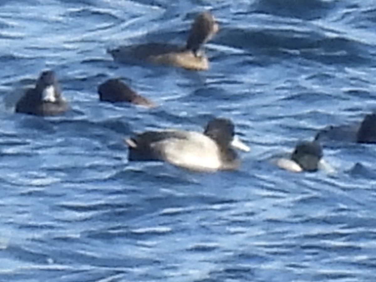 スズガモ - ML645524771