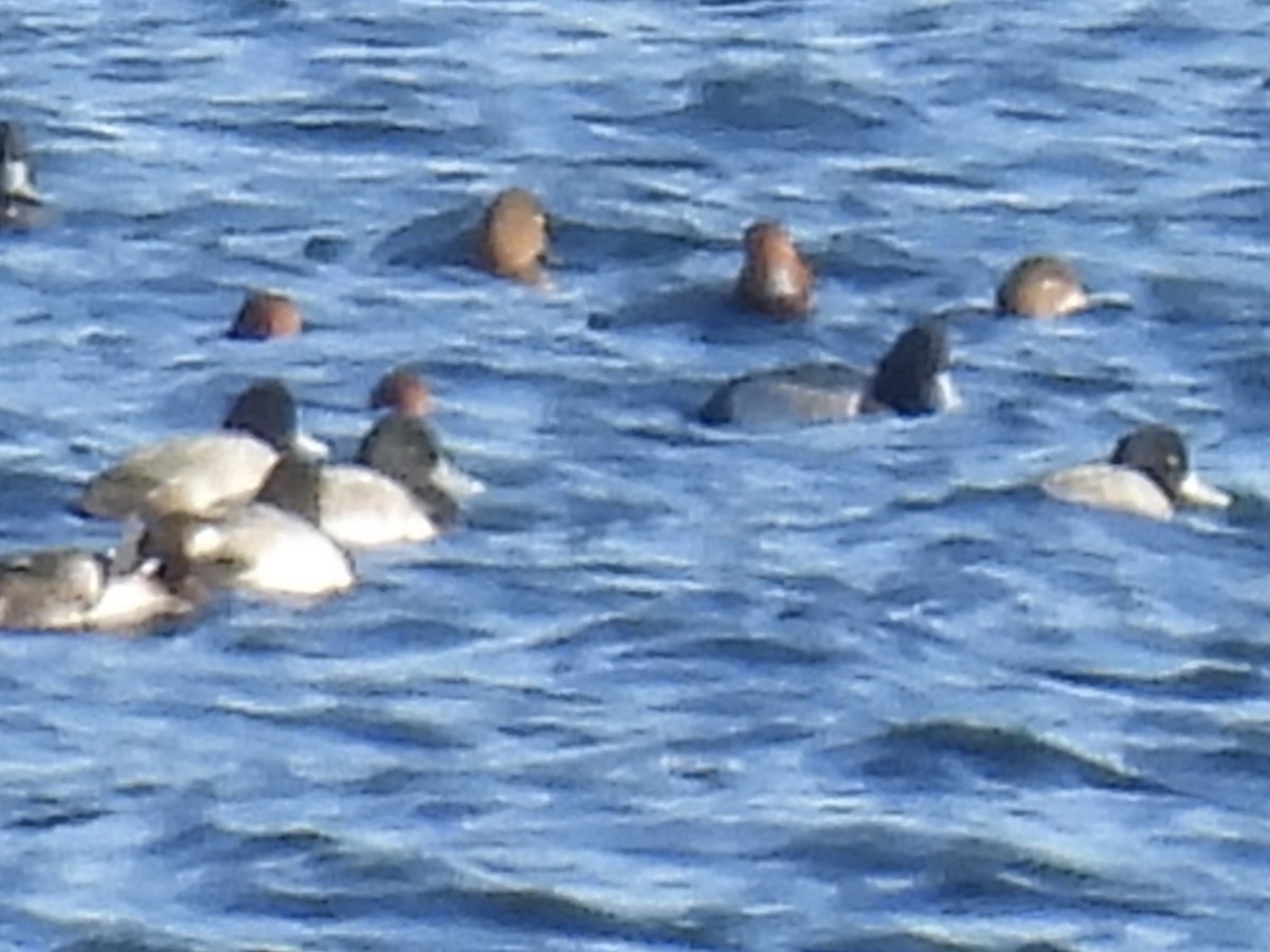 スズガモ - ML645524772