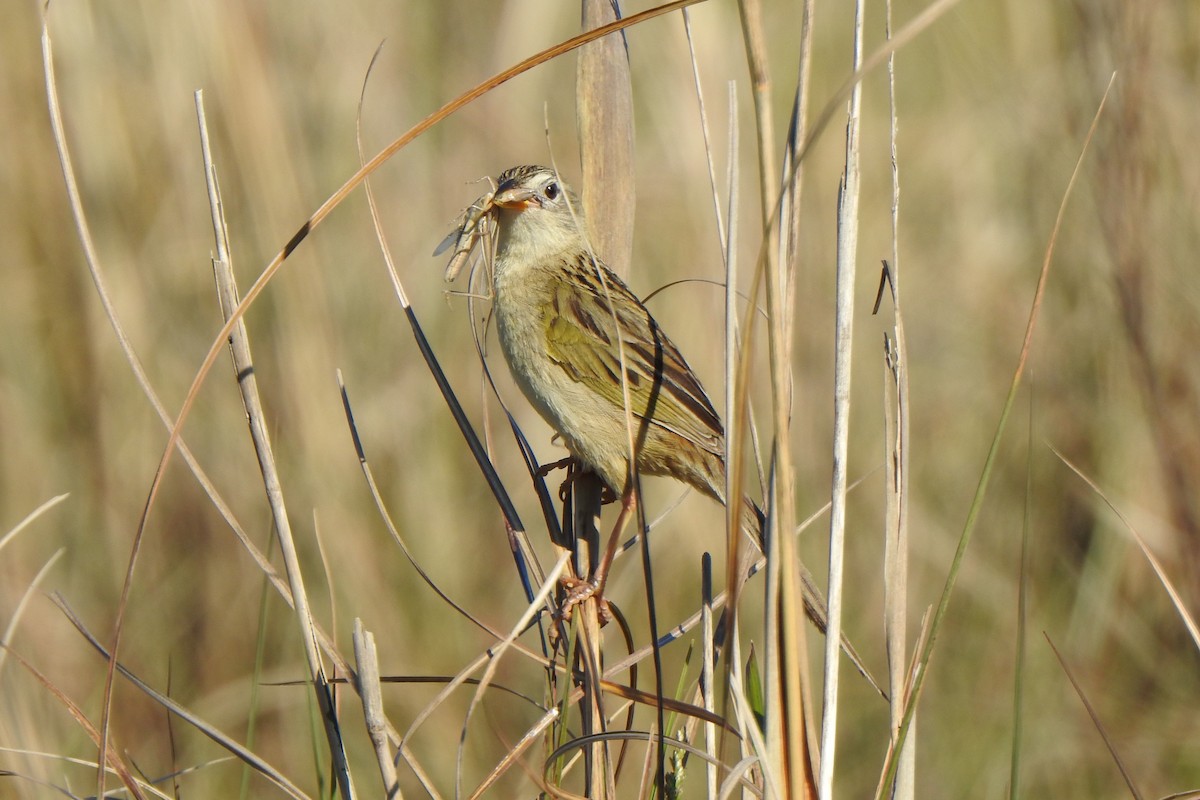 Wedge-tailed Grass-Finch - ML645524777