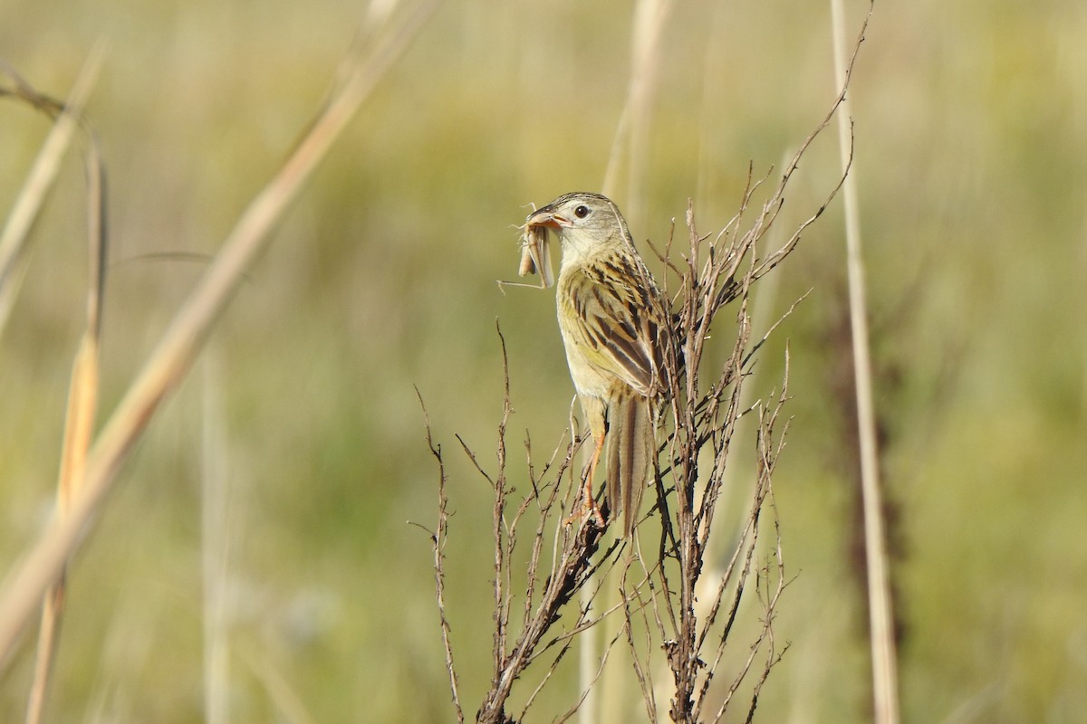 Wedge-tailed Grass-Finch - ML645524783