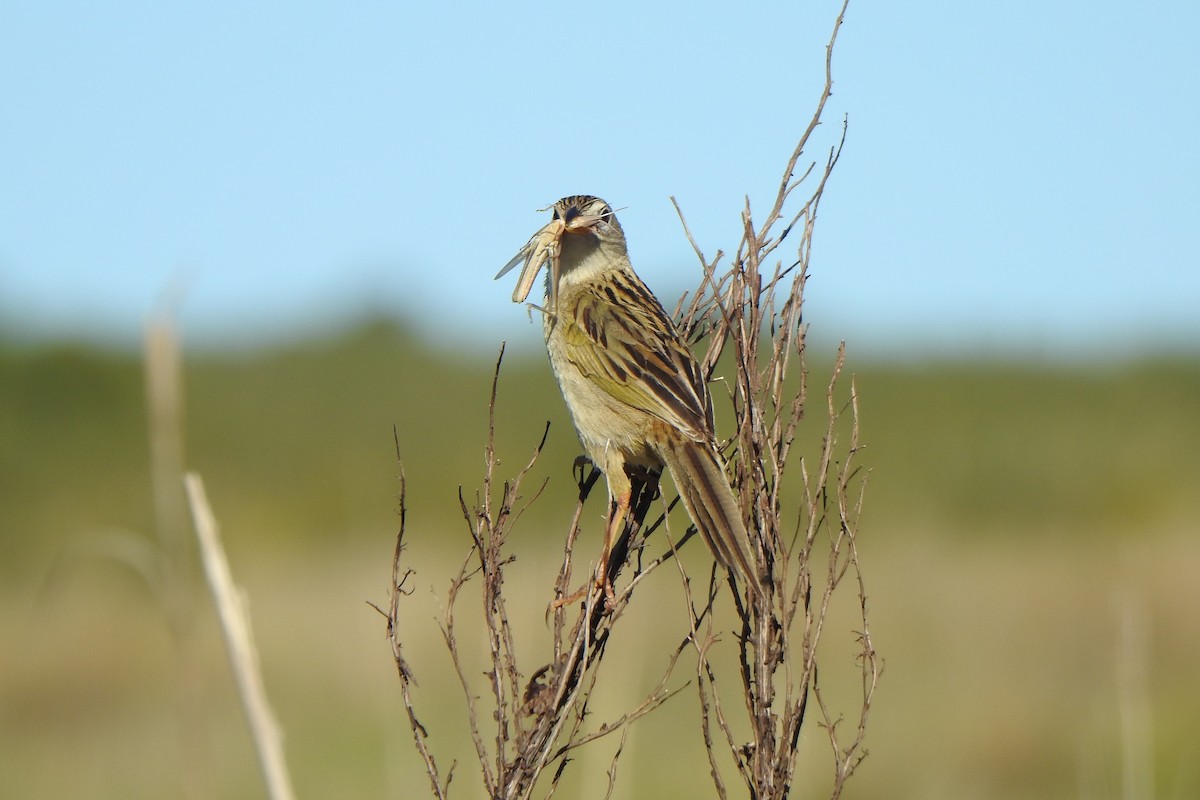 Wedge-tailed Grass-Finch - ML645524786