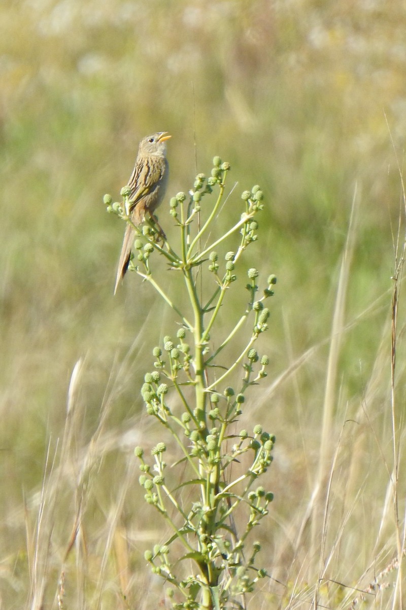 Wedge-tailed Grass-Finch - ML645524787