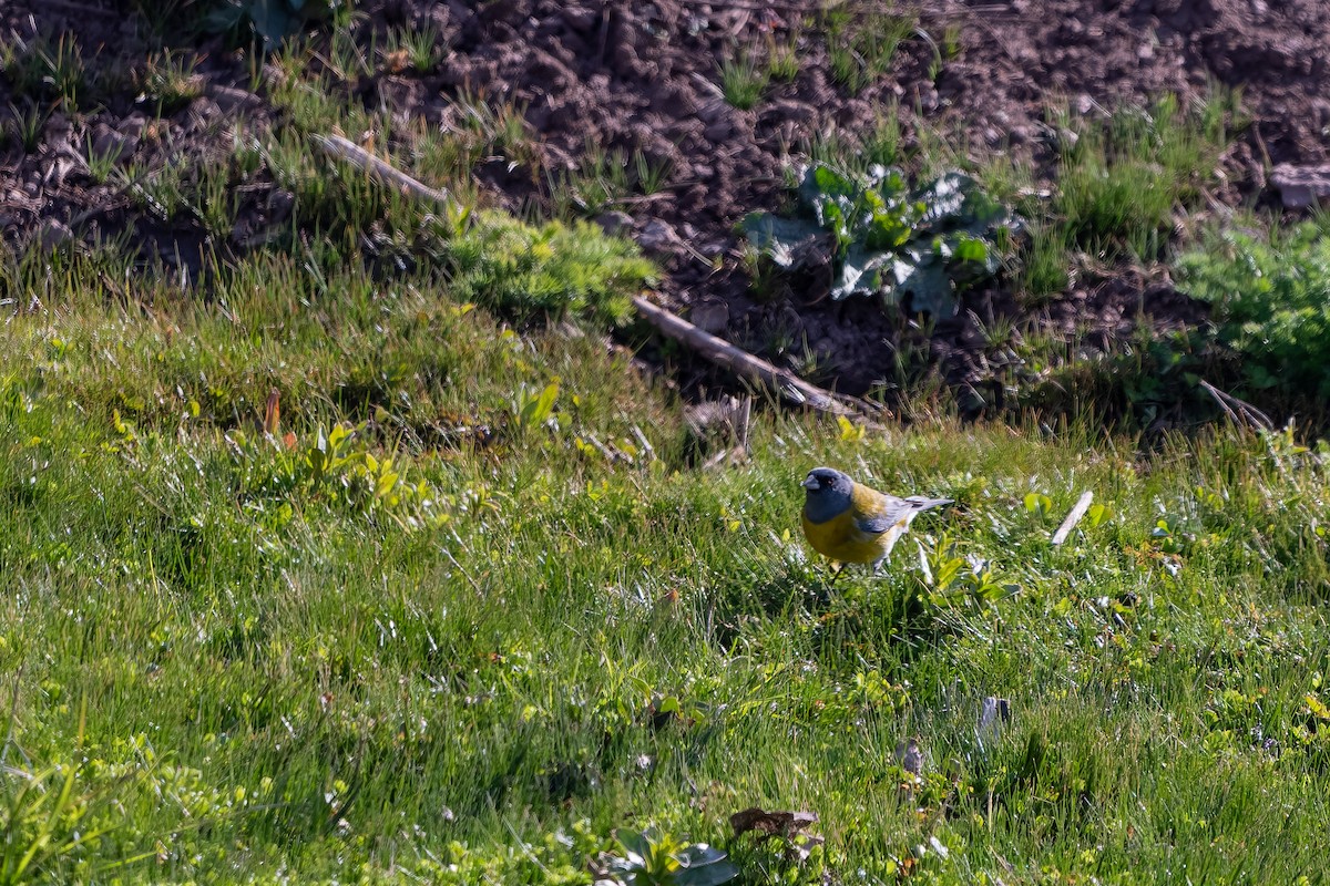 Gray-hooded Sierra Finch - ML645524788