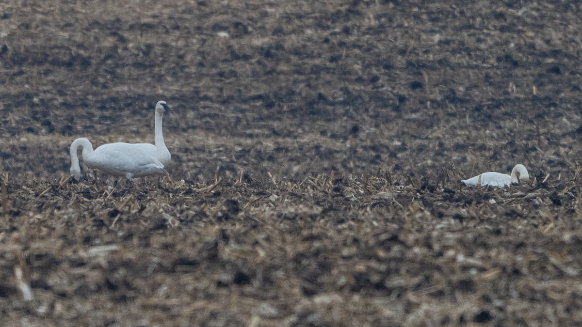 Trumpeter Swan - ML645524795