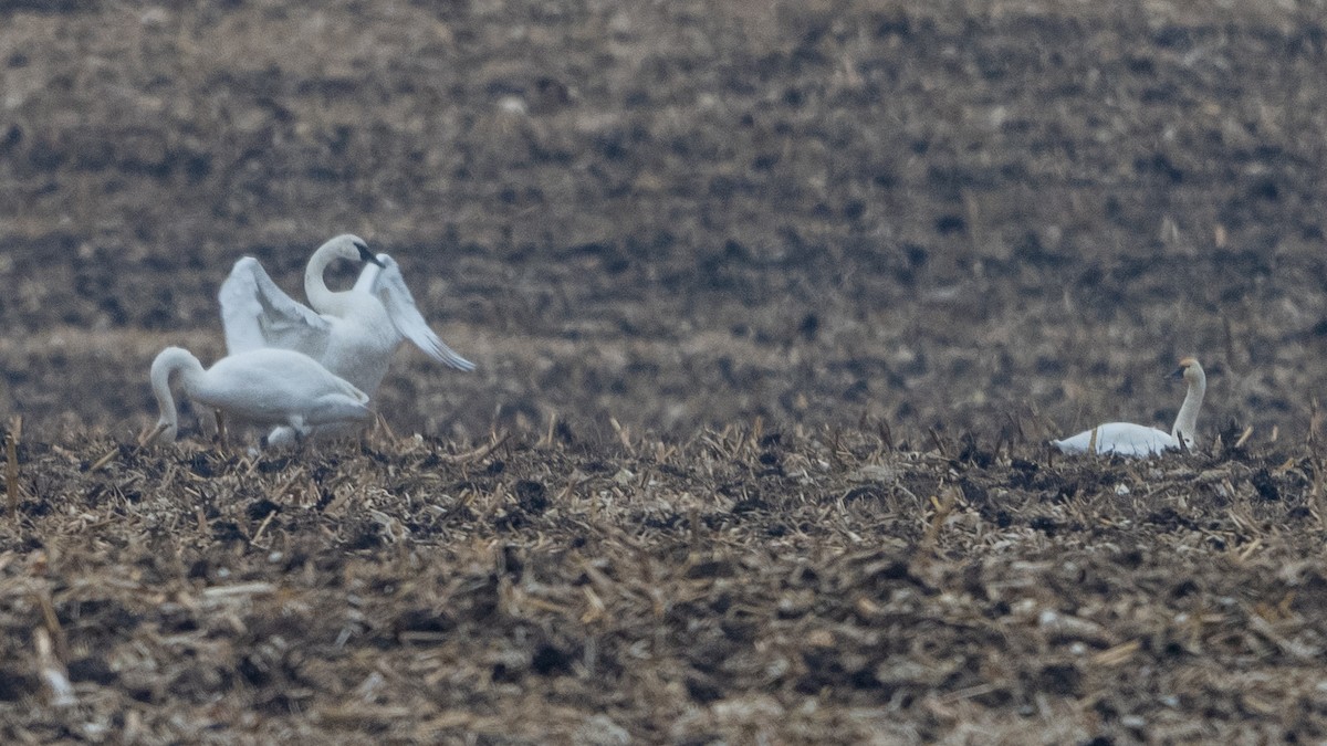 Trumpeter Swan - ML645524796