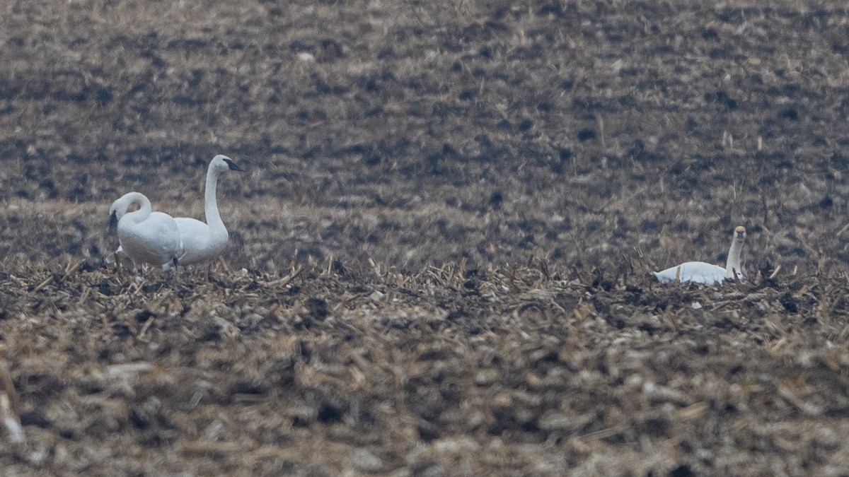 Trumpeter Swan - ML645524797