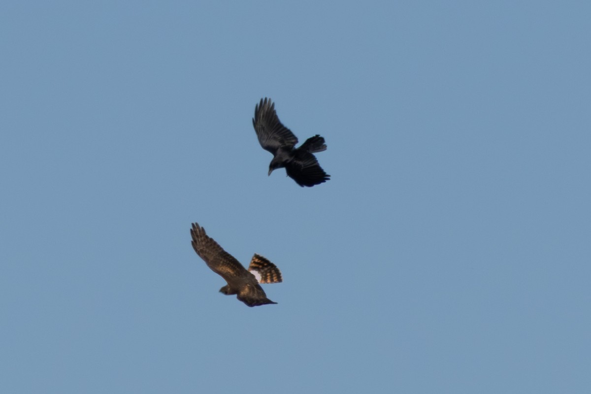 mørkmyrhauk - ML645524810