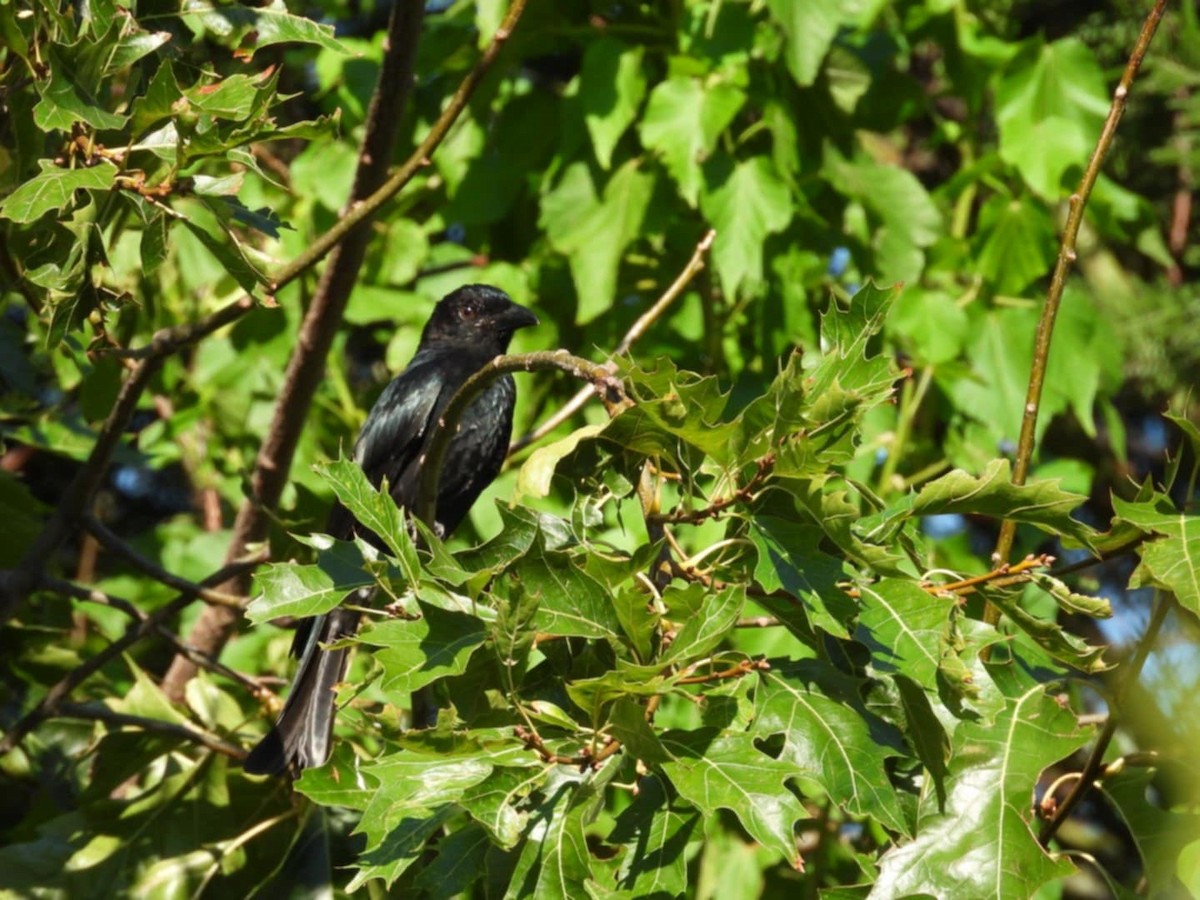 Spangled Drongo - ML645524816