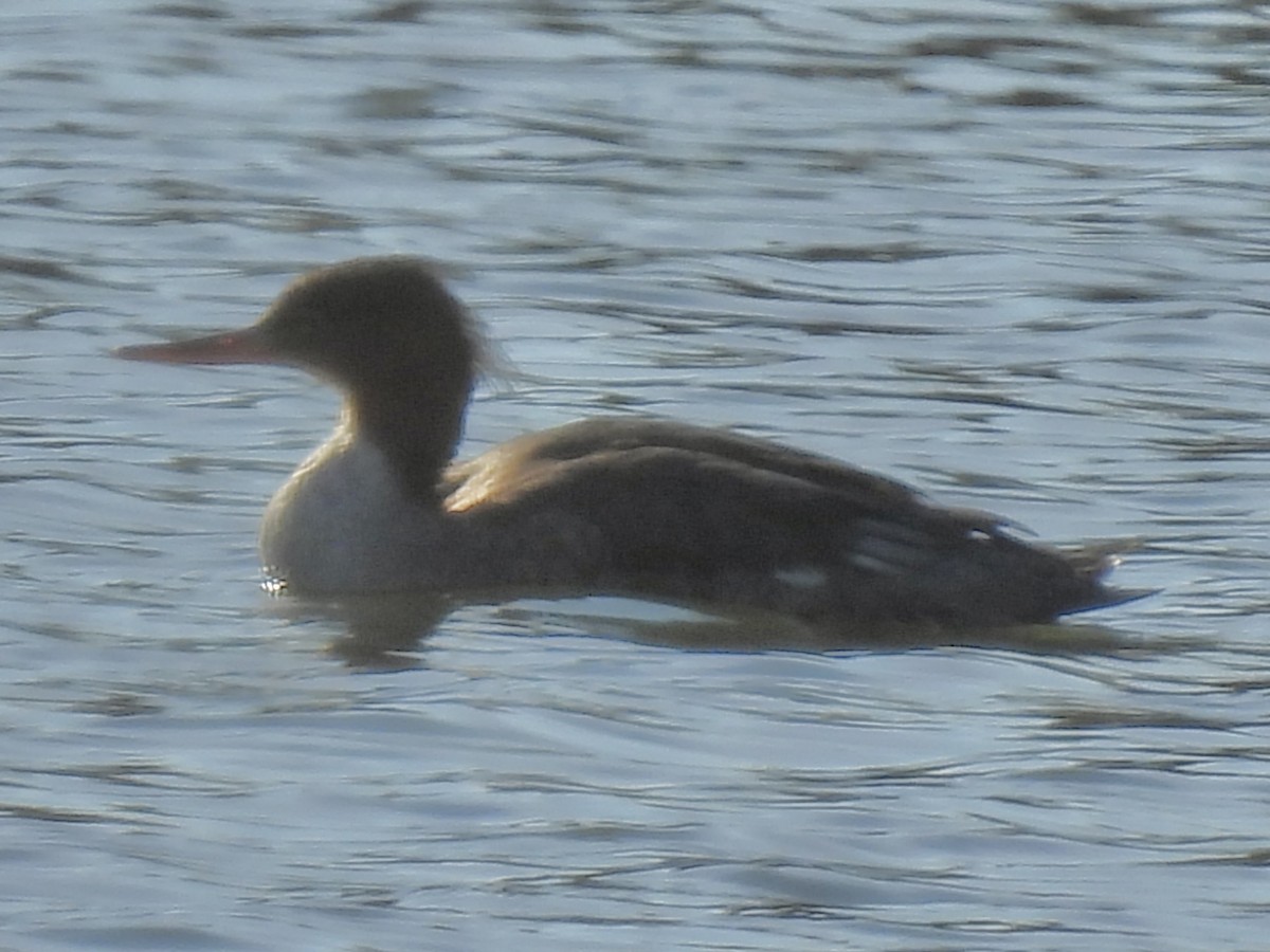 Red-breasted Merganser - ML645524819