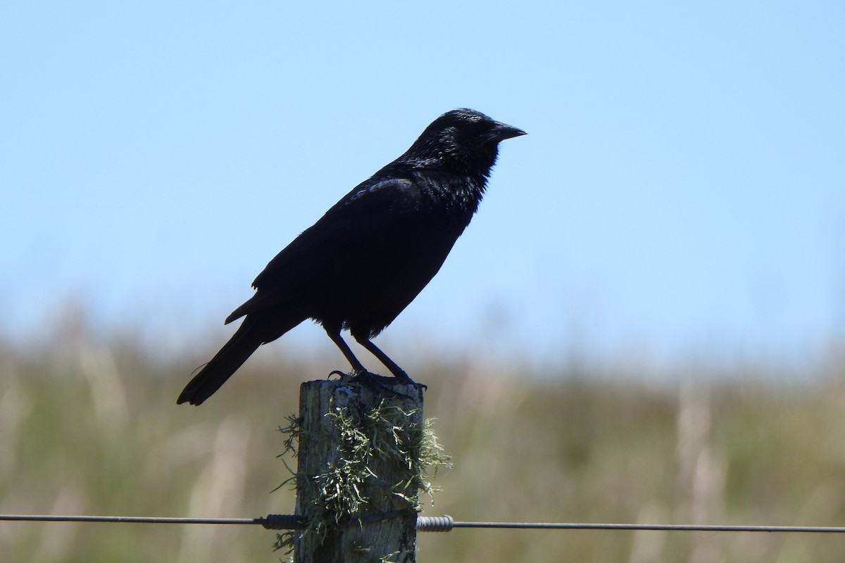 Chopi Blackbird - ML645524835