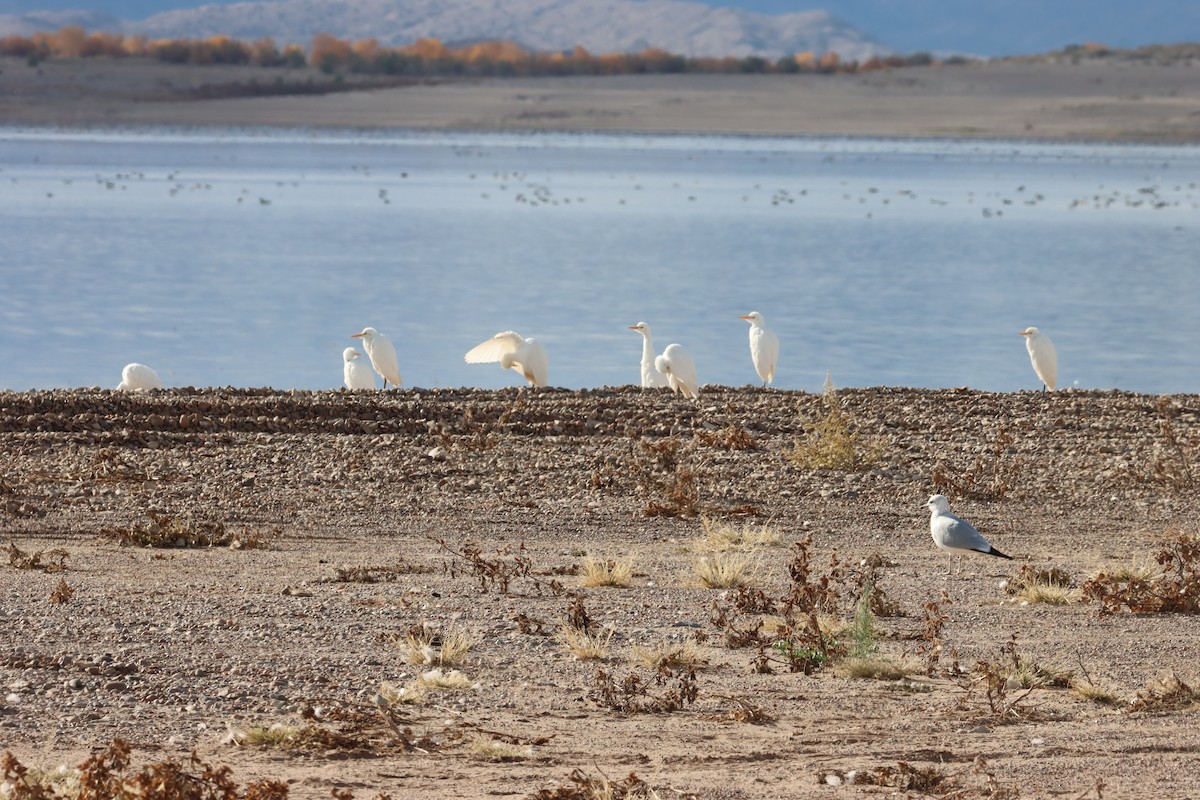 Western Cattle-Egret - ML645524846