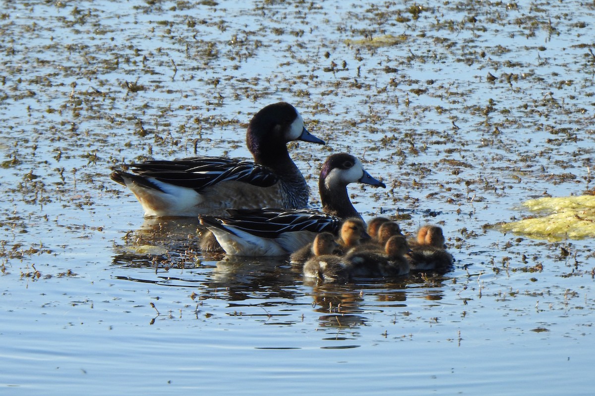 Chiloe Wigeon - ML645524852