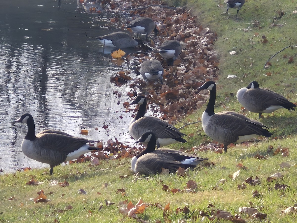 カナダガン - ML645524854