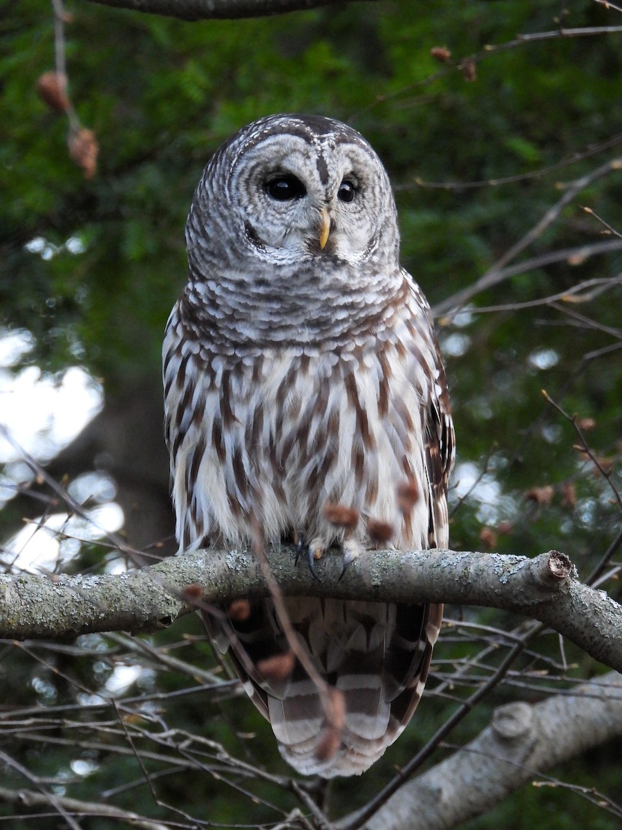 Barred Owl - ML645524859