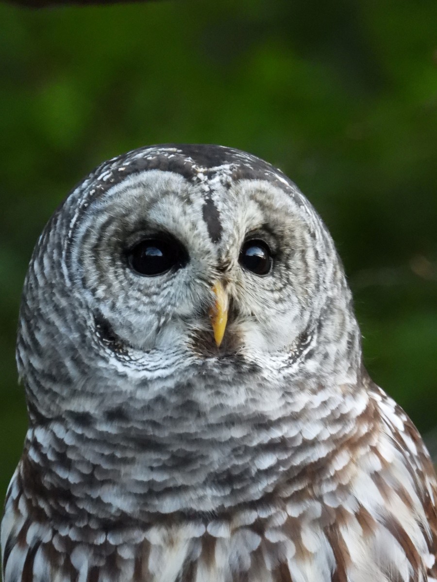 Barred Owl - ML645524863