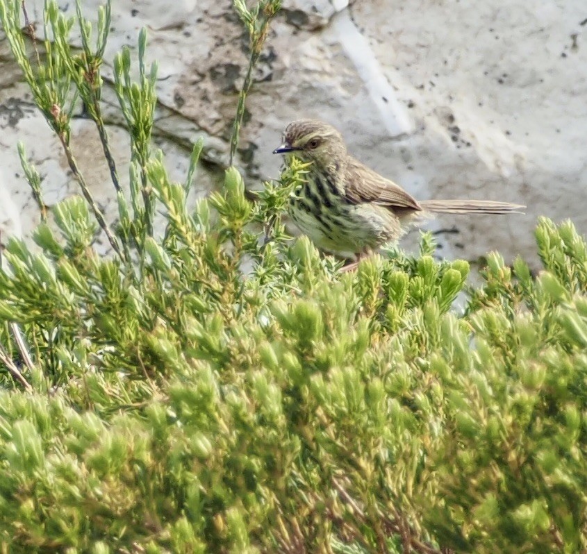Karoo Prinia - ML645524864