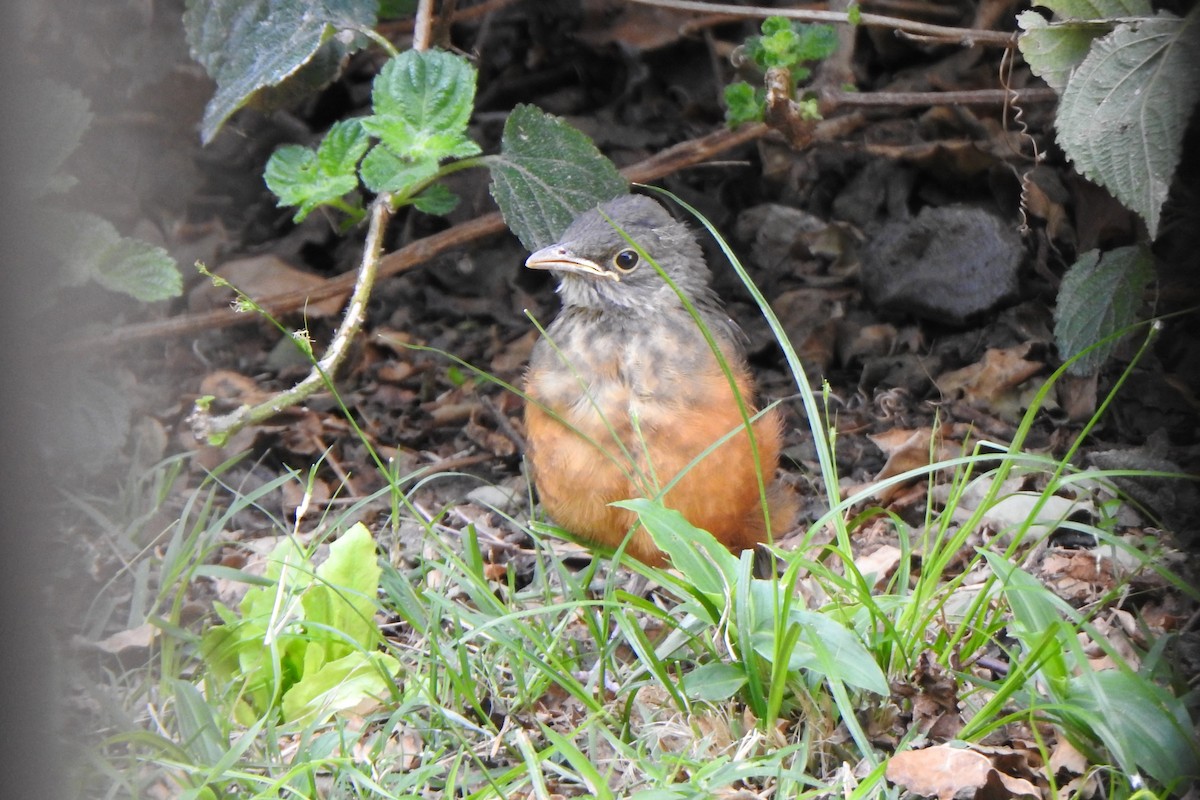 Rufous-bellied Thrush - ML645524865