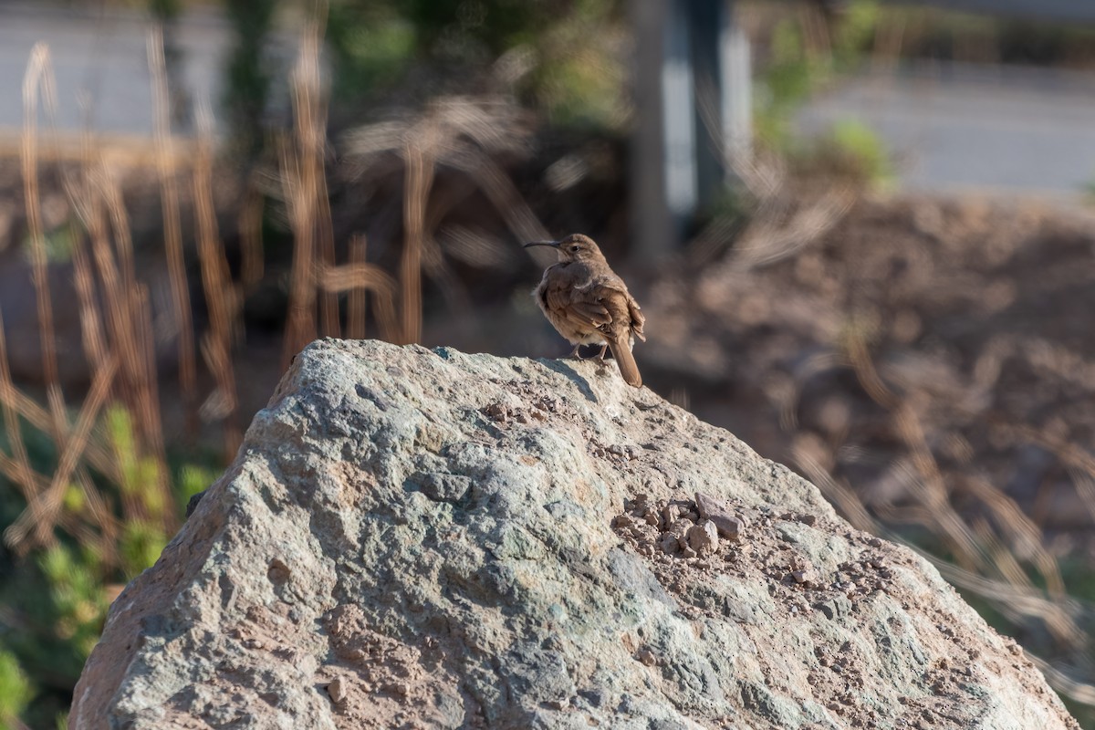 Scale-throated Earthcreeper - ML645524871