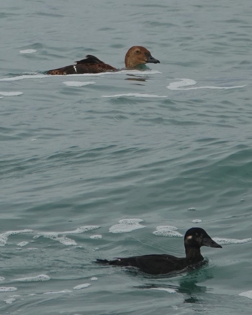 King Eider - ML645524872