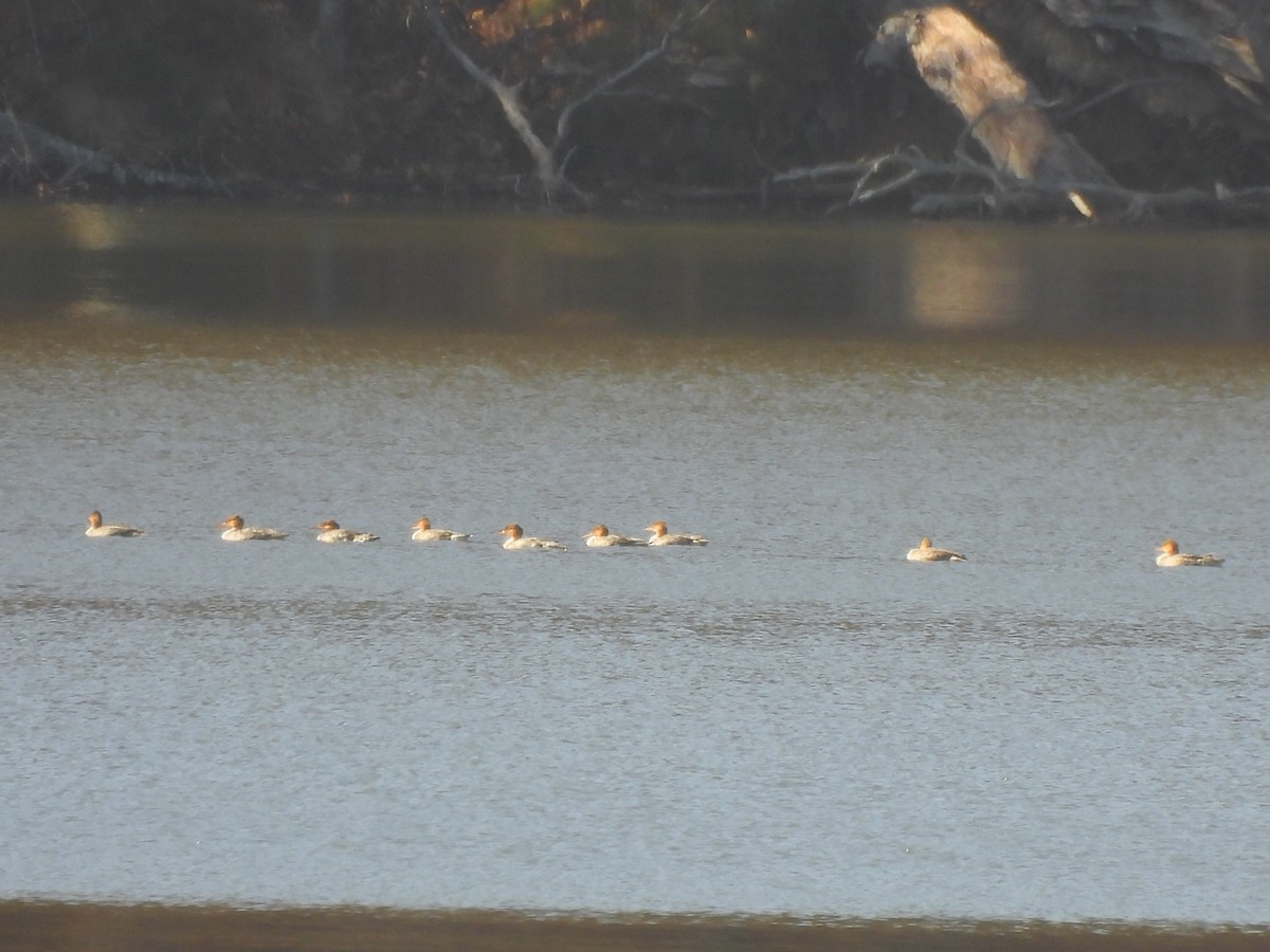 Red-breasted Merganser - ML645524875