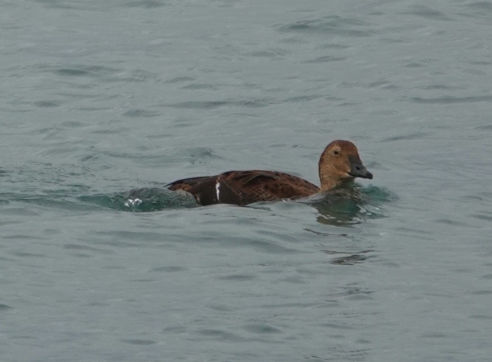 King Eider - ML645524876