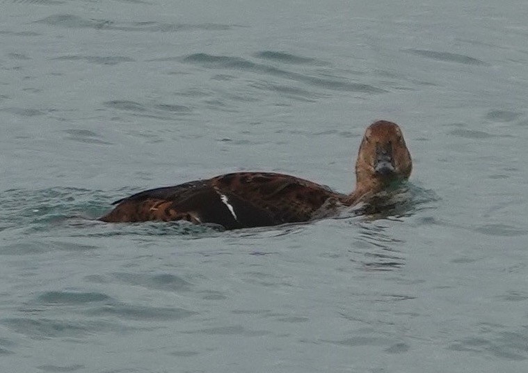 King Eider - ML645524877