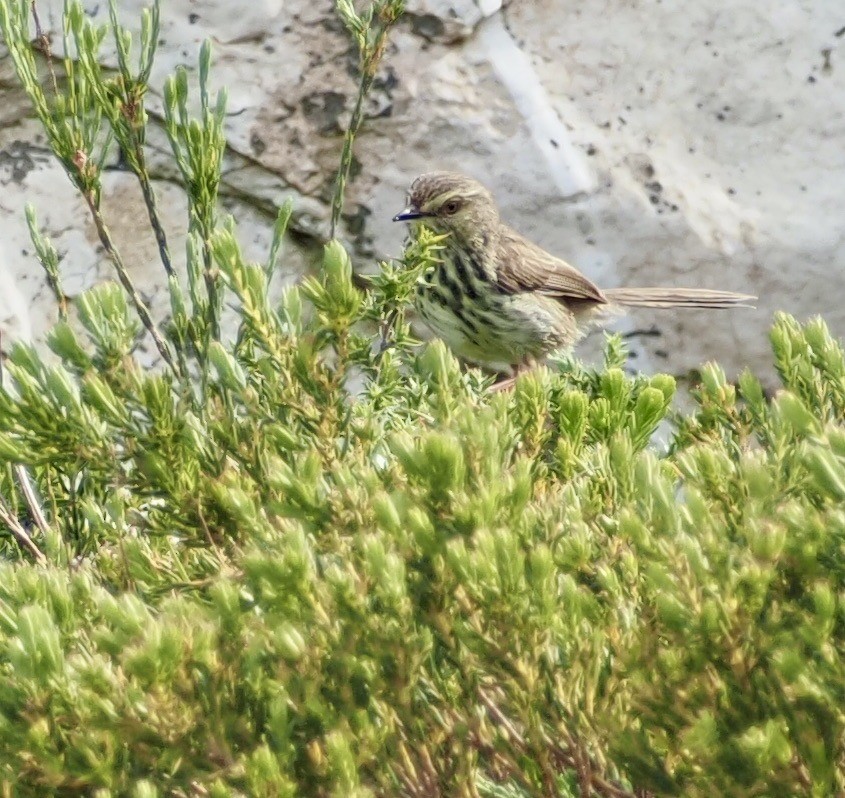 Karoo Prinia - ML645524878