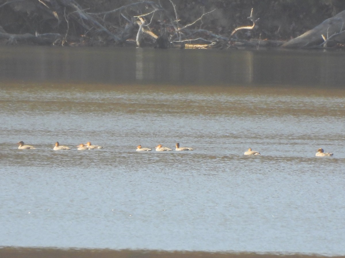 Red-breasted Merganser - ML645524882