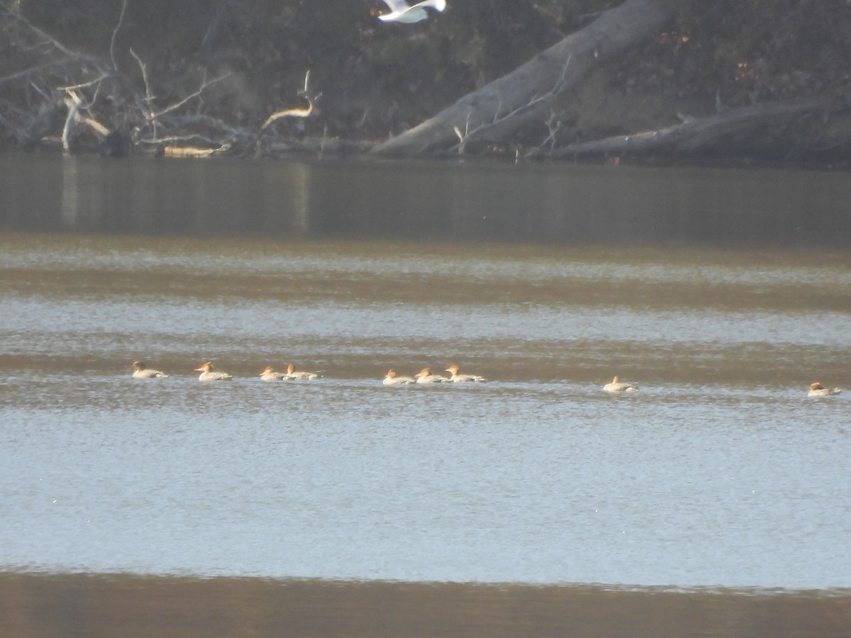 Red-breasted Merganser - ML645524883