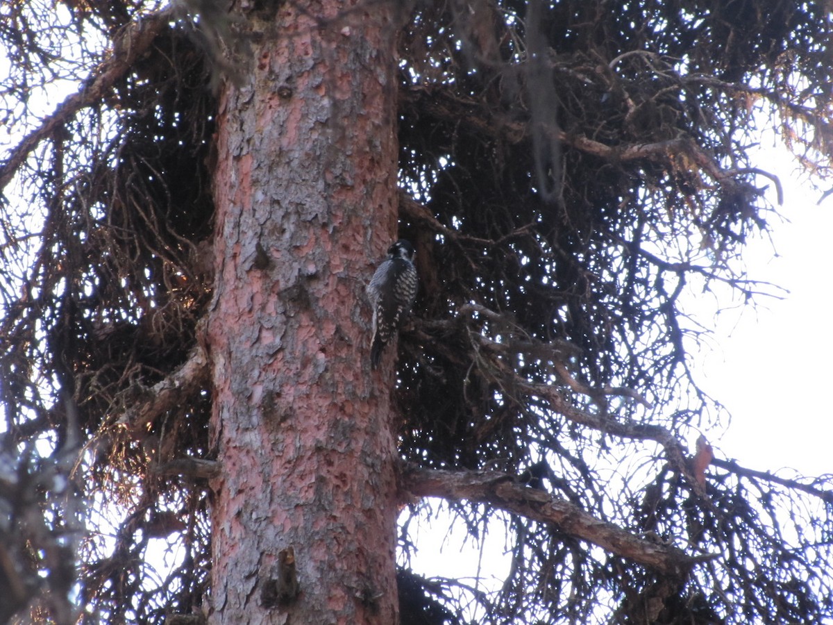 American Three-toed Woodpecker - ML645524889