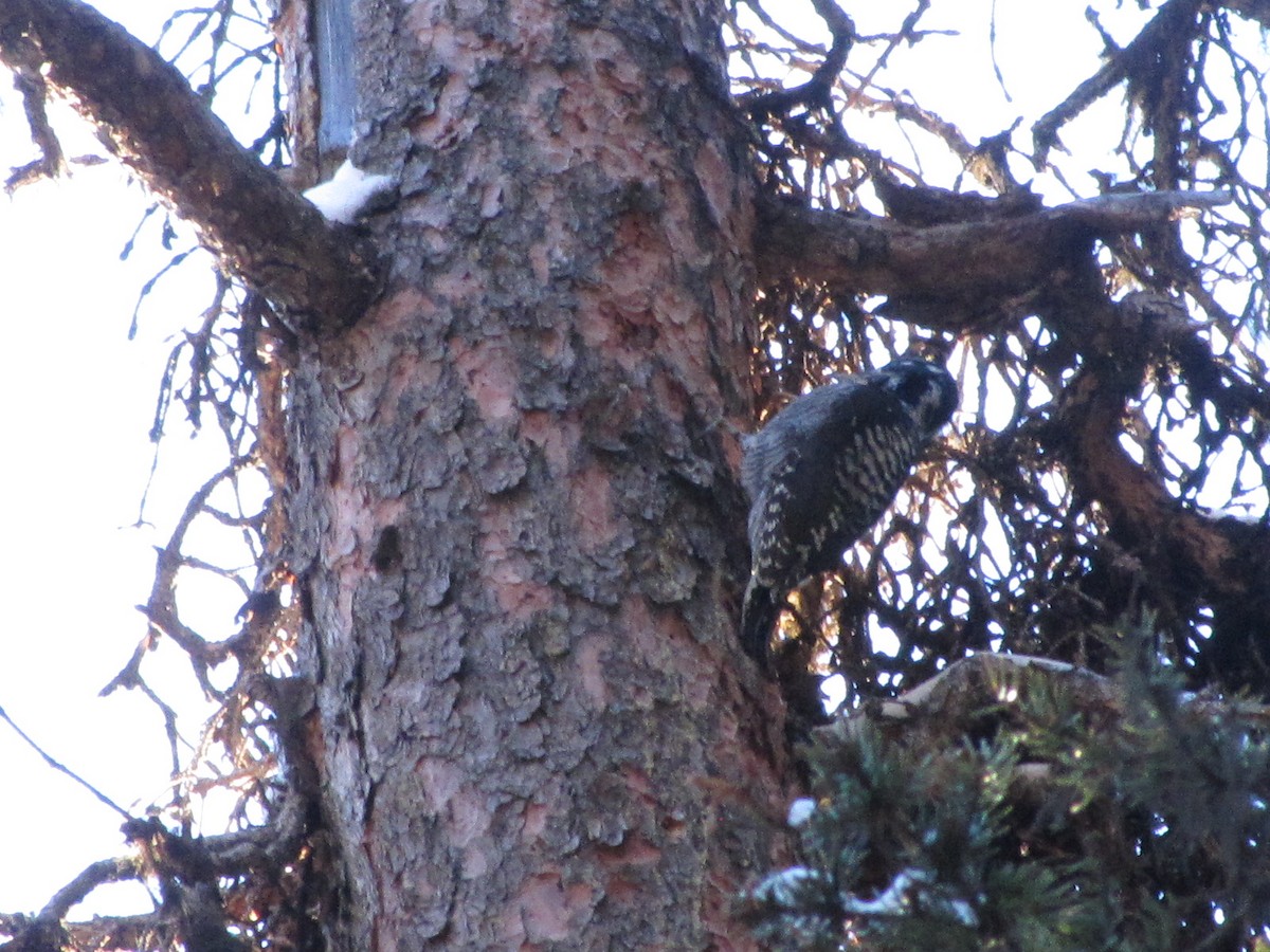 American Three-toed Woodpecker - ML645524890