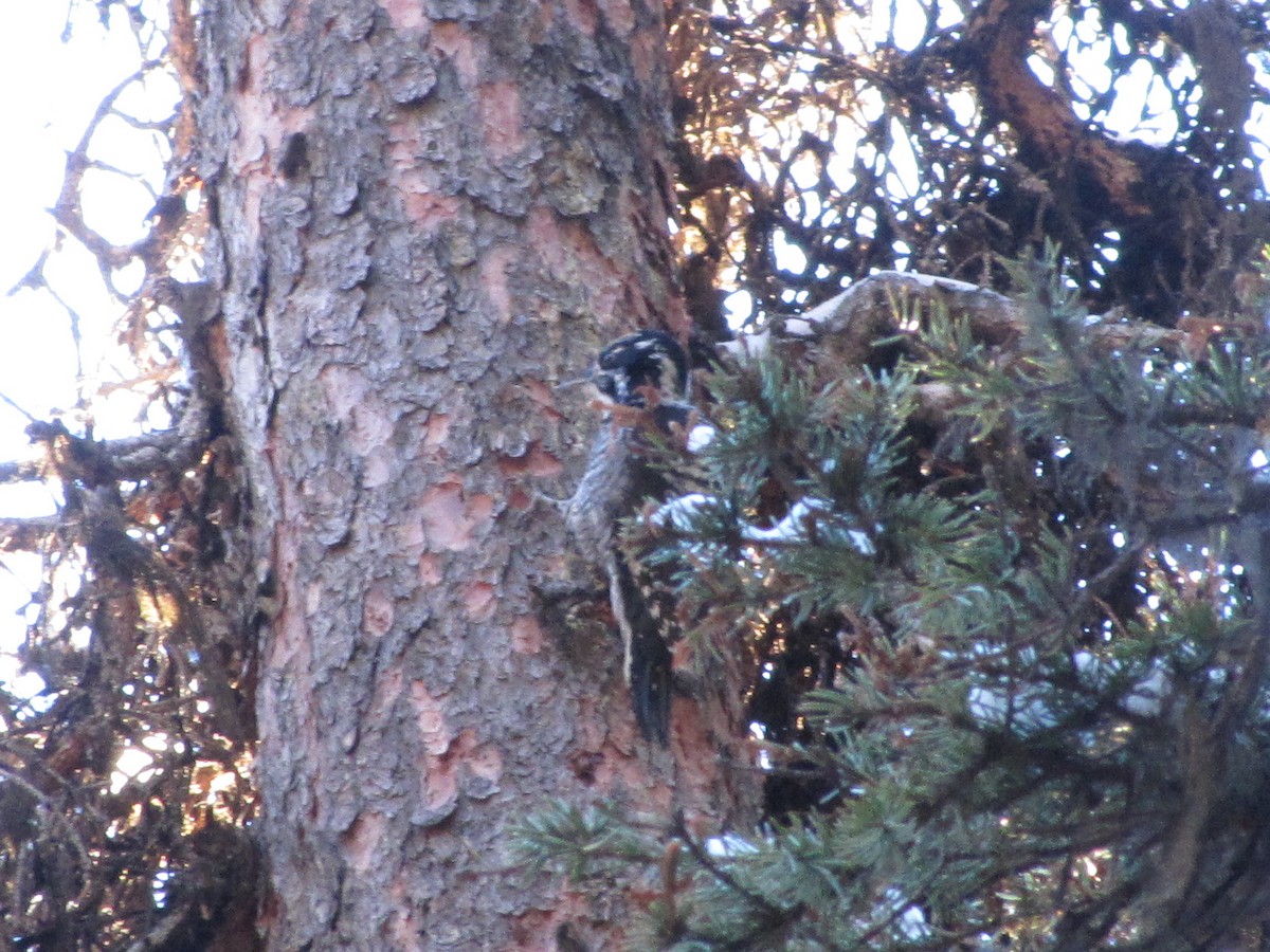 American Three-toed Woodpecker - ML645524891