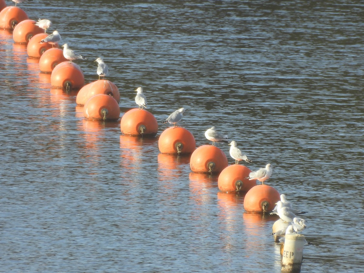Goéland à bec cerclé - ML645524893