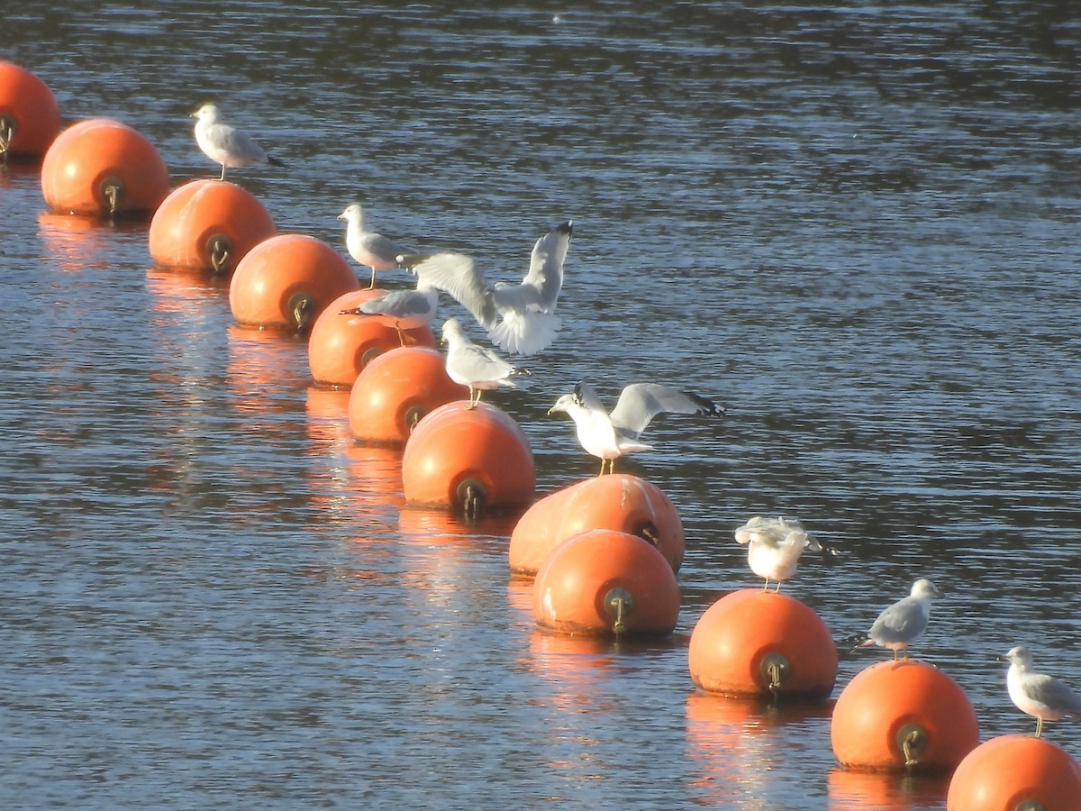 Goéland à bec cerclé - ML645524894