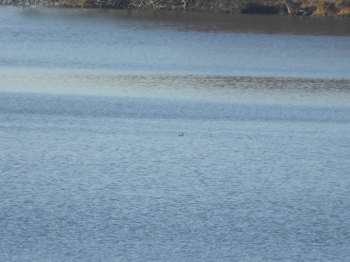 Grèbe esclavon - ML645524897