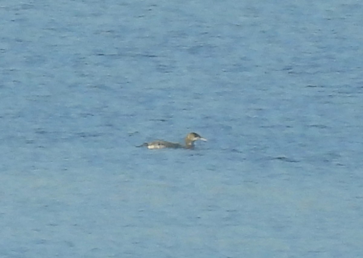 Plongeon huard - ML645524906