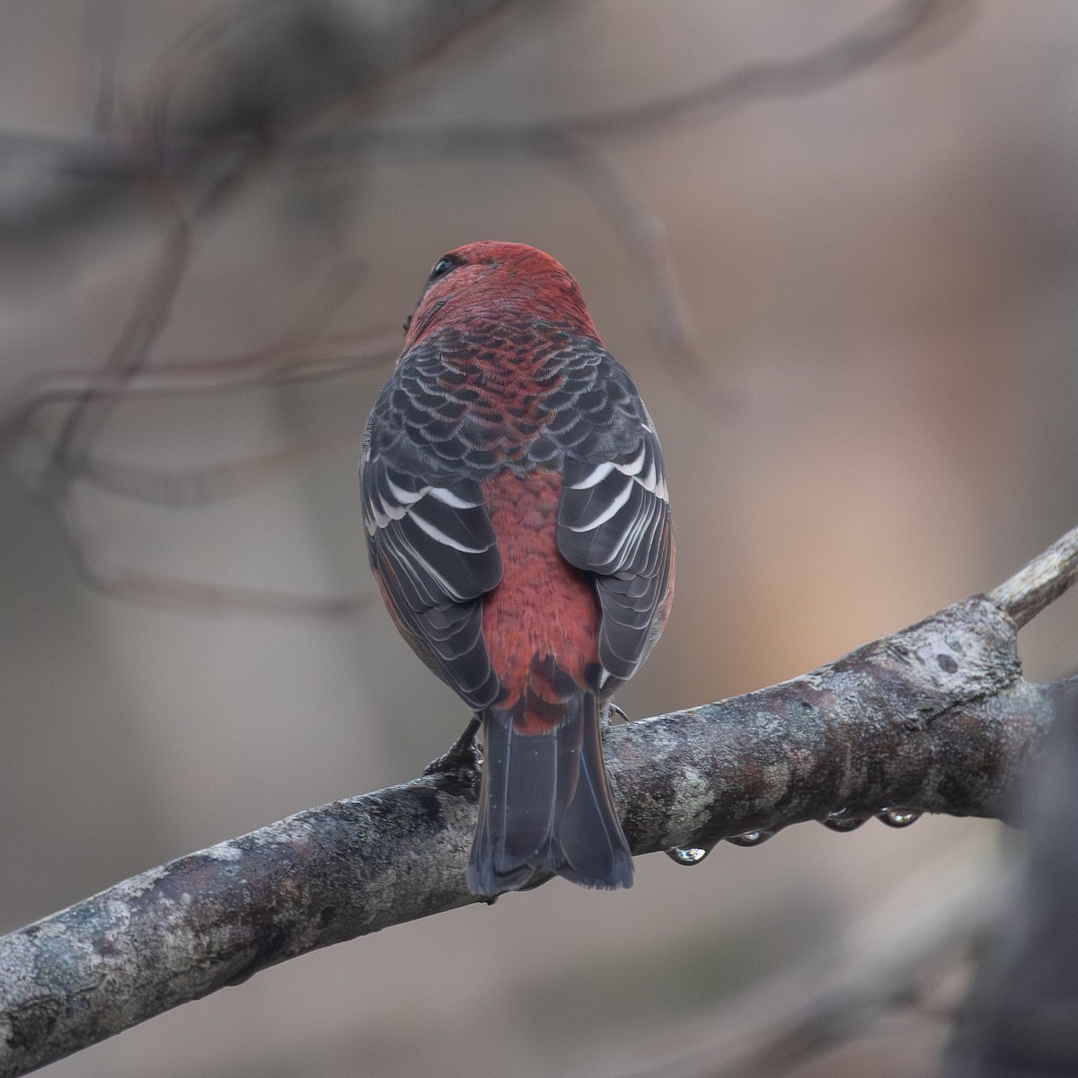 Смеречник тайговий - ML645524909