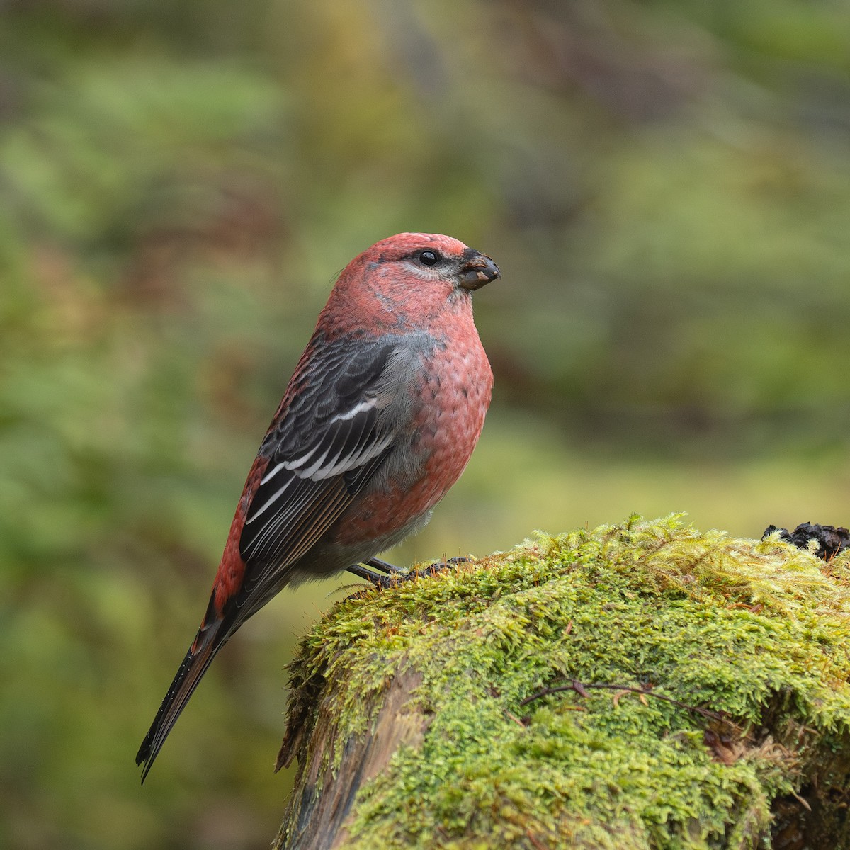 Смеречник тайговий - ML645524910