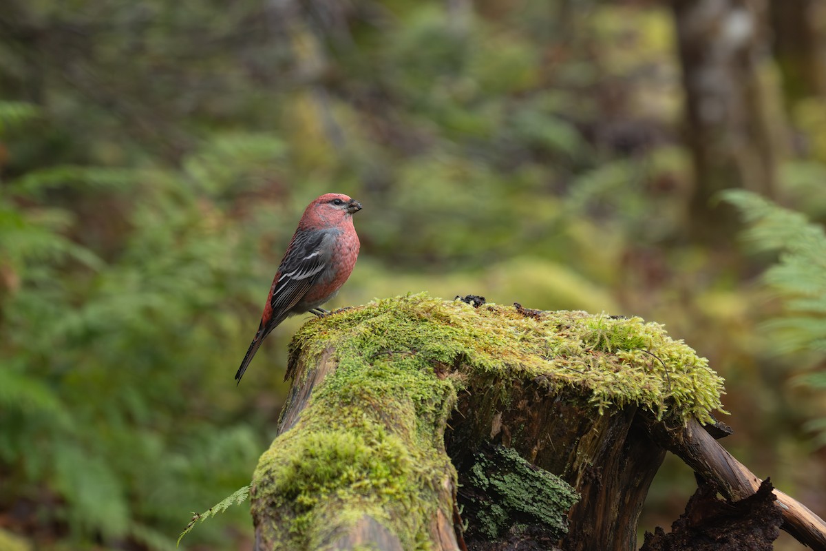 Pine Grosbeak - ML645524911