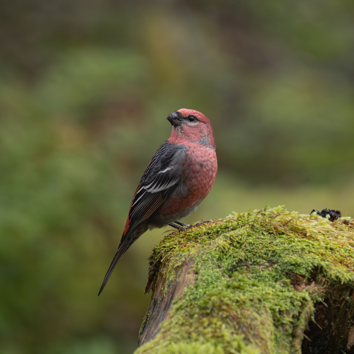 Смеречник тайговий - ML645524912