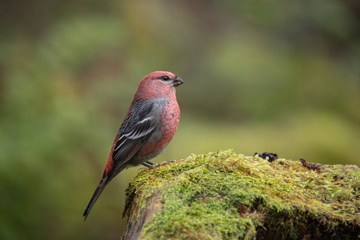 Pine Grosbeak - ML645524913