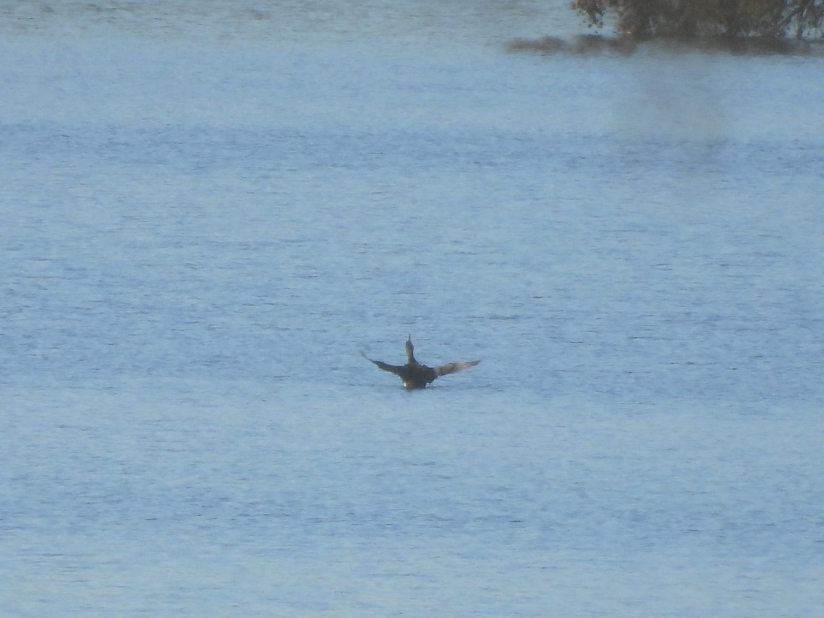 Plongeon huard - ML645524915