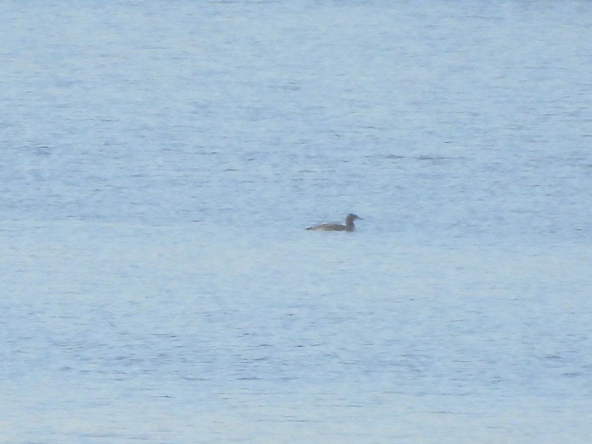 Plongeon huard - ML645524916