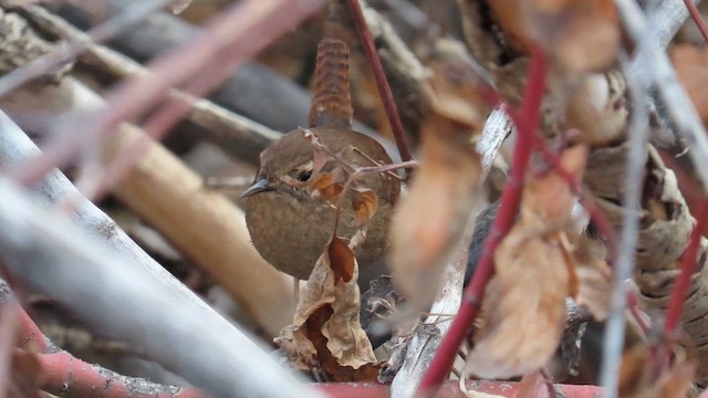 Pacific Wren - ML645524918