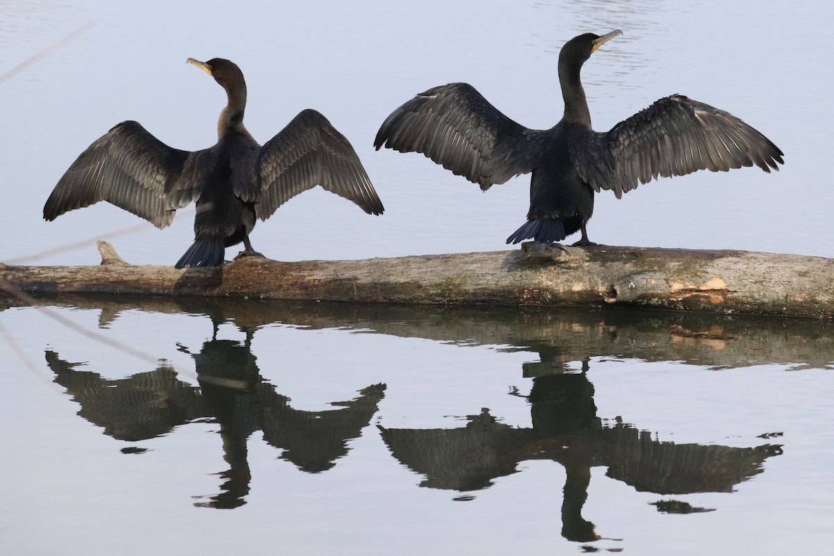 Double-crested Cormorant - ML645524919